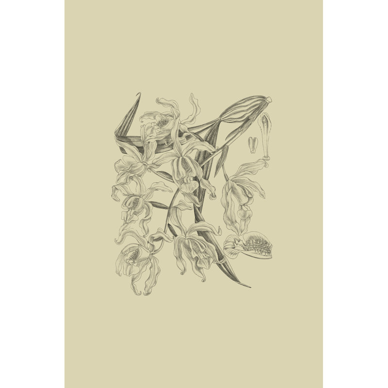 Orchid On Khaki II by Curtis - Wrapped Canvas Art Prints, 30cm H x 20cm W x 3.8cm D