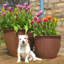Norman Planter-14486368