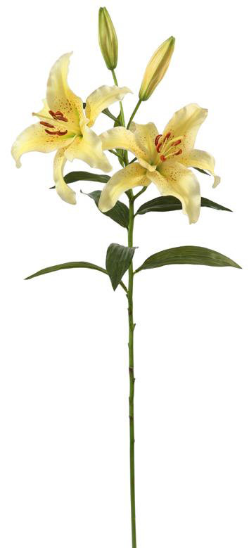 LILY RUBRUM STEM