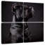 Canne cinto Brampt-109039101