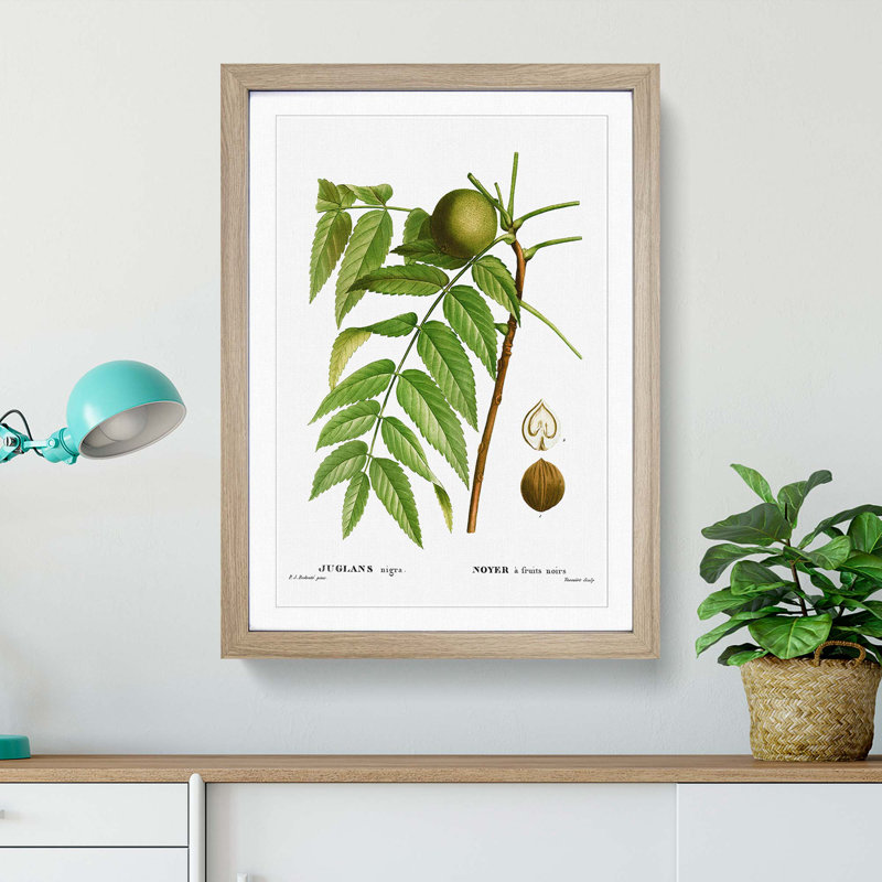 Black Walnut Tree by Pierre-Joseph Redoute - Picture Frame Graphic Art Print, 65cm H x 48cm W x 2cm D, Oak Framed