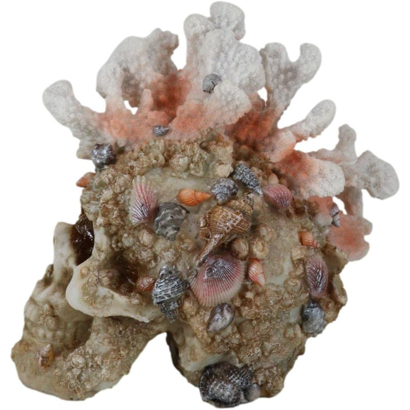 Crâne de coquillages et de roches Delitha Explorer la grande barrière de corail