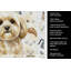 Torchon crème Lhasa Apso-1234934487
