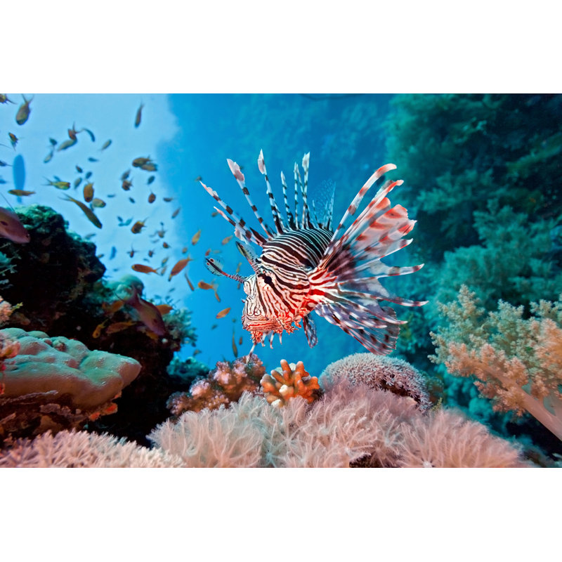Lionfish On Coral Reef In Red Sea, 30cm H x 46cm W x 3.8cm D
