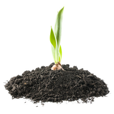 Growing Tulip by Karenmower