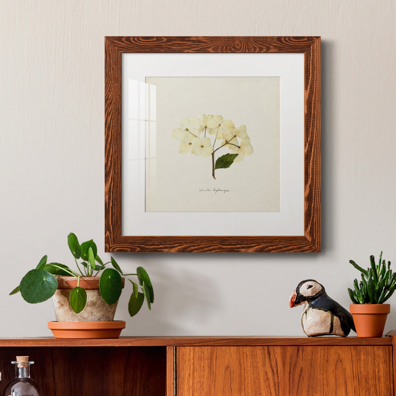 «Cornales Hydrangea II», reproduction encadrée de qualité supérieure - prête à être accrochée, Papier encadré érable, Blanc