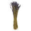 18" Dried Light Purple Dried Lavender 3.5 oz. Bunch. This is a natural product, dimensions and color may vary plant to plant.
