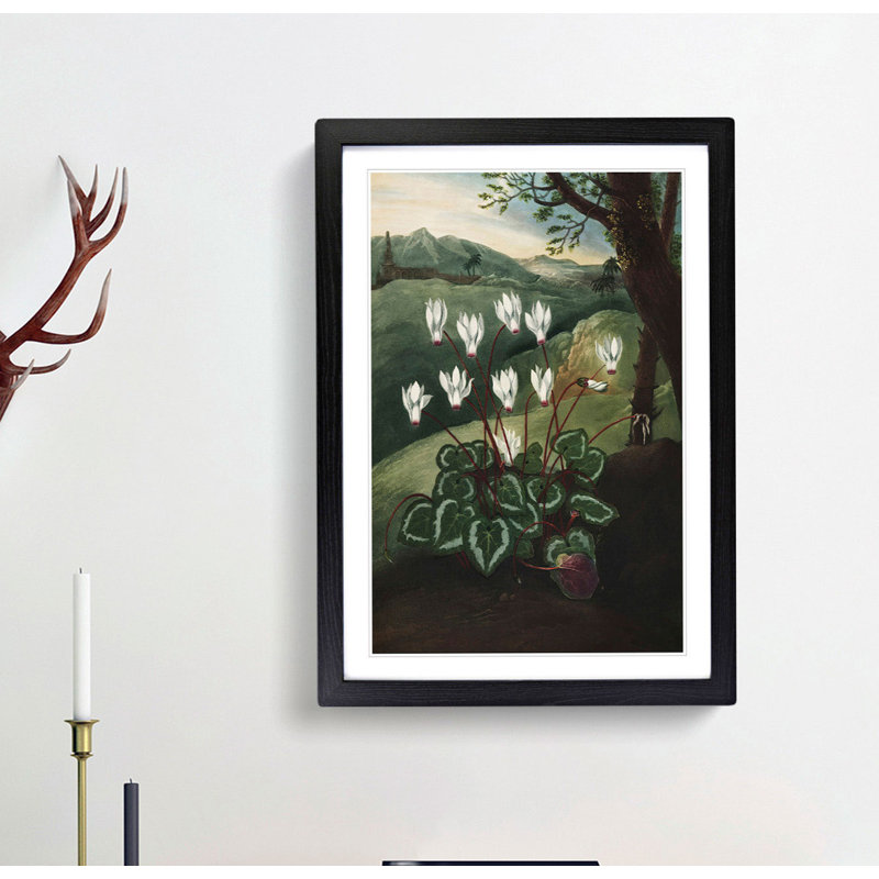 The Persian Cyclamen by R.J. Thornton - Framed Print, 36cm H x 27cm W x 2cm D, Black Framed