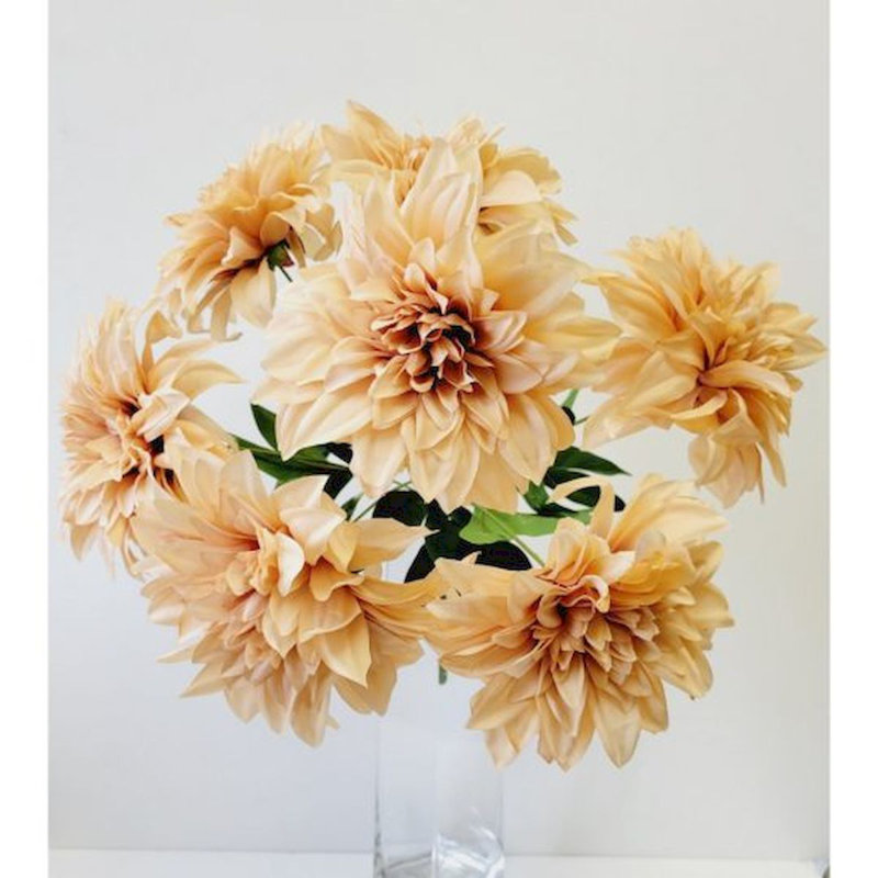 Buissons de dahlia, Abricot
