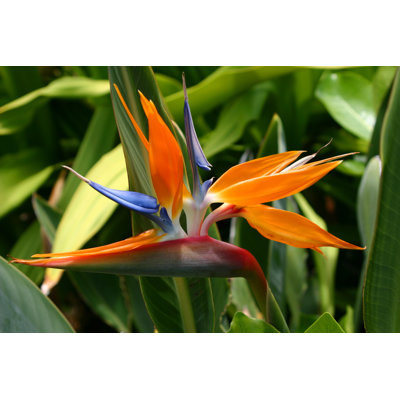 " Bird Of Paradise In Oahu "