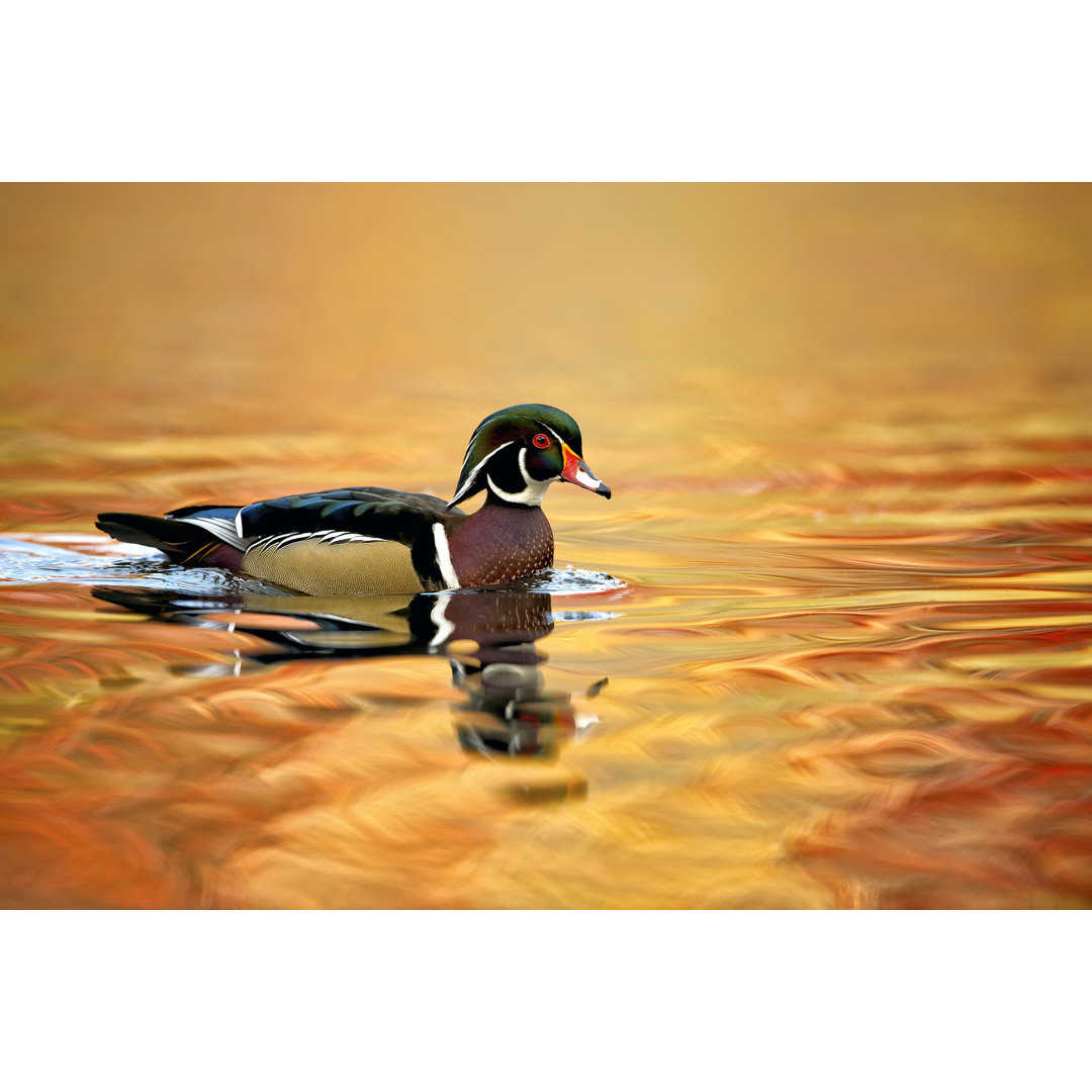 Leinwandbild Water Bird Glimpse II von PHBurchett