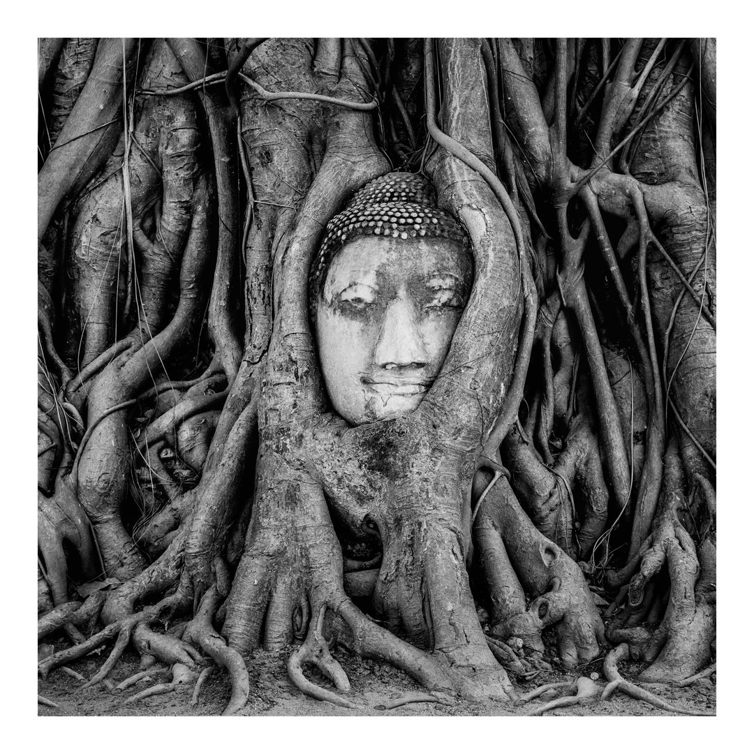 Buddha in Ayutthaya Surrounded by Tree Roots 1.92m x 1.92m Textured Matt Peel & Stick Wall Mural