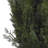 Mini Cedar Pine Silk Tree-33247203