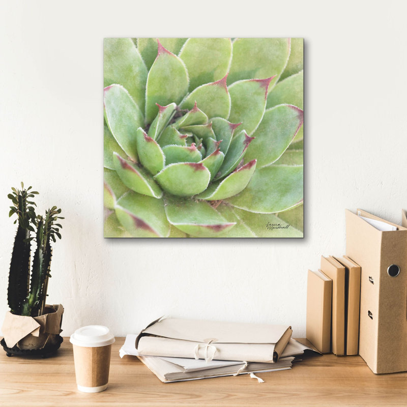"Epic Graffiti" Garden Succulents 4 Color "par Laura Marshall, art mural sur toile, H 18 po x l 18 po x P 0,75 po