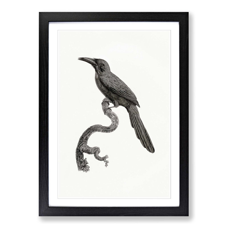 Jacamar Bird by Jacques Barraband - Picture Frame Drawing Print, 65cm H x 48cm W x 2cm D, Black Framed