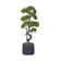 55.57'' Faux Bonsai Tree in Planter