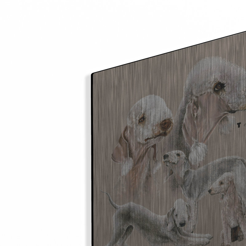 «Bedlington Terrier» par Barbara Keith, H 16 po x l 12 po