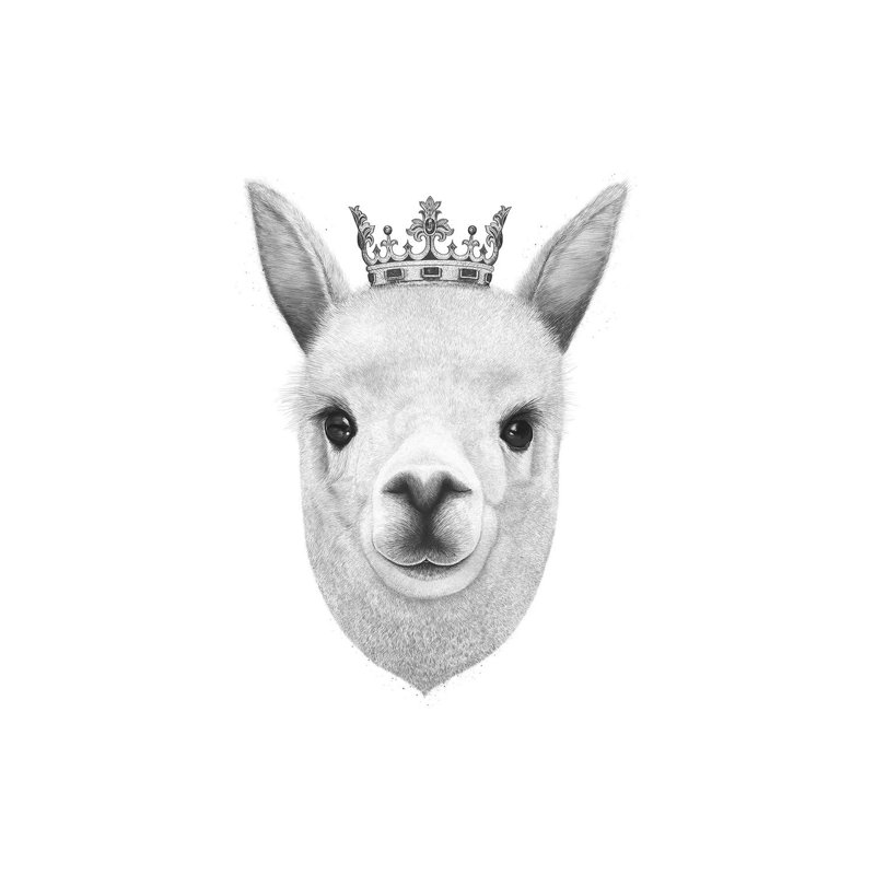 «The King Llama» par Valeriya Korenkova - reproduction d'art, H 60 po x l 40po x P 1,5 po, Toile tendue, Sans mat