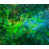 Image Brush Gel selected