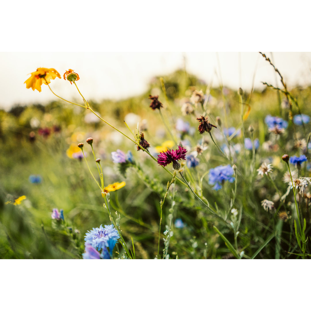 Schöne wilde Blumen auf einer Wiese von PPAMPicture - Drucken