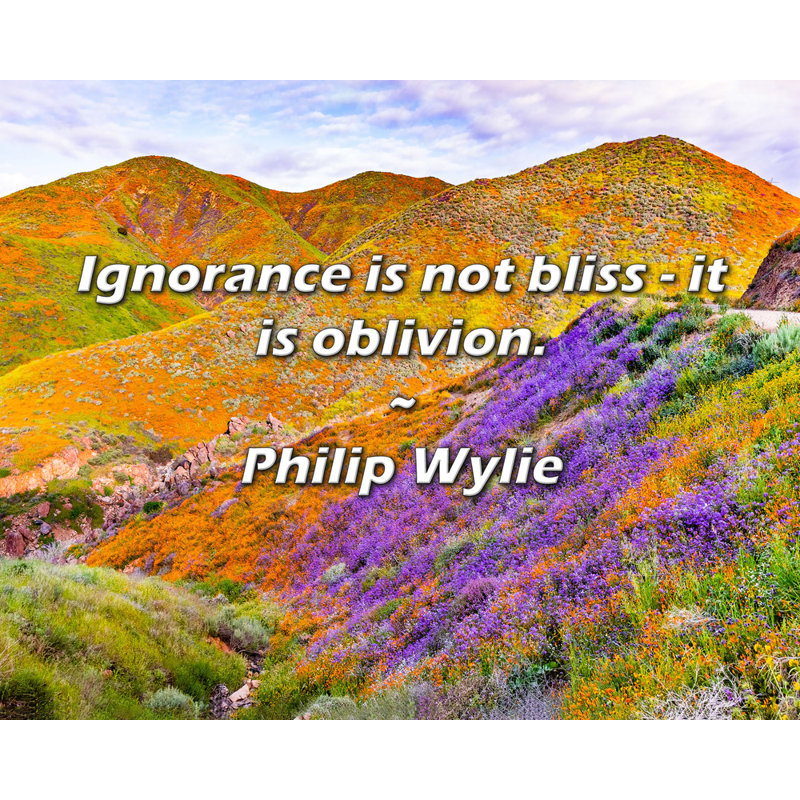 Philip Wylie Citation: L'ignorance n'est pas un bonheur - c'est de l'oublie., H 20 po x l 24 po