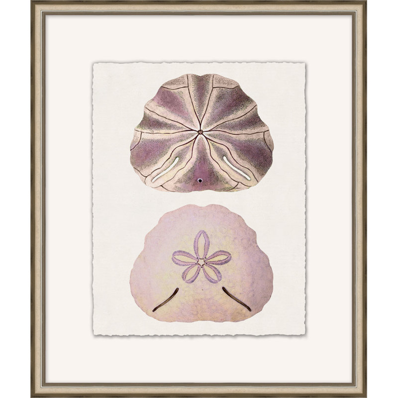Mauve Shell Study 2 Framed Print