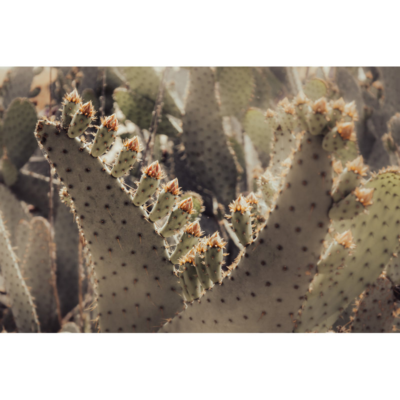 Prickly Pear Blossoms, H 34,5 po x l 47,5 po, Naturel