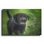 «Black Lab Pup 15» par Jonathan Ross-1034293519