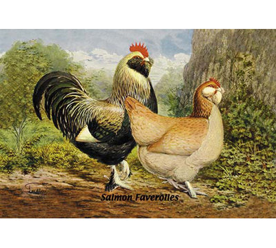 « saumon faverolles », reproduction d’art