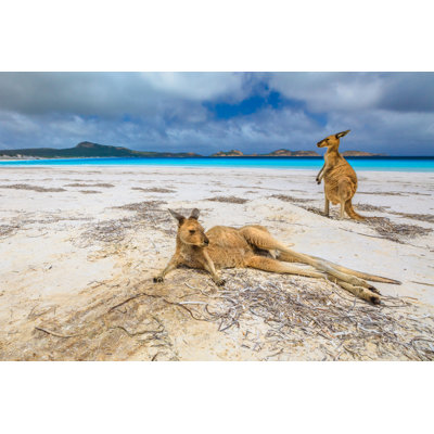 Kangaroos At Lucky Bay - Wrapped Canvas Print