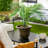 Sayoko Pot Planter-1286913600-1286913601