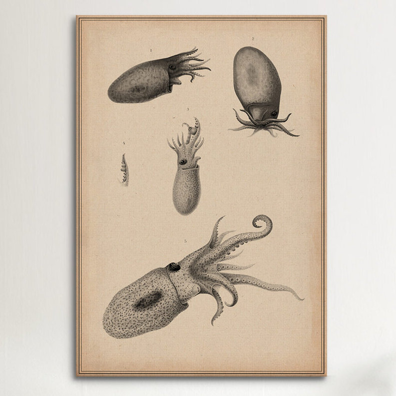 «Animal Curiosity Octopus Die Cedhalopoden», impression sur toile, H 40 po x l 26 po x P 1,5 po, Toile tendue, Pas de tapis