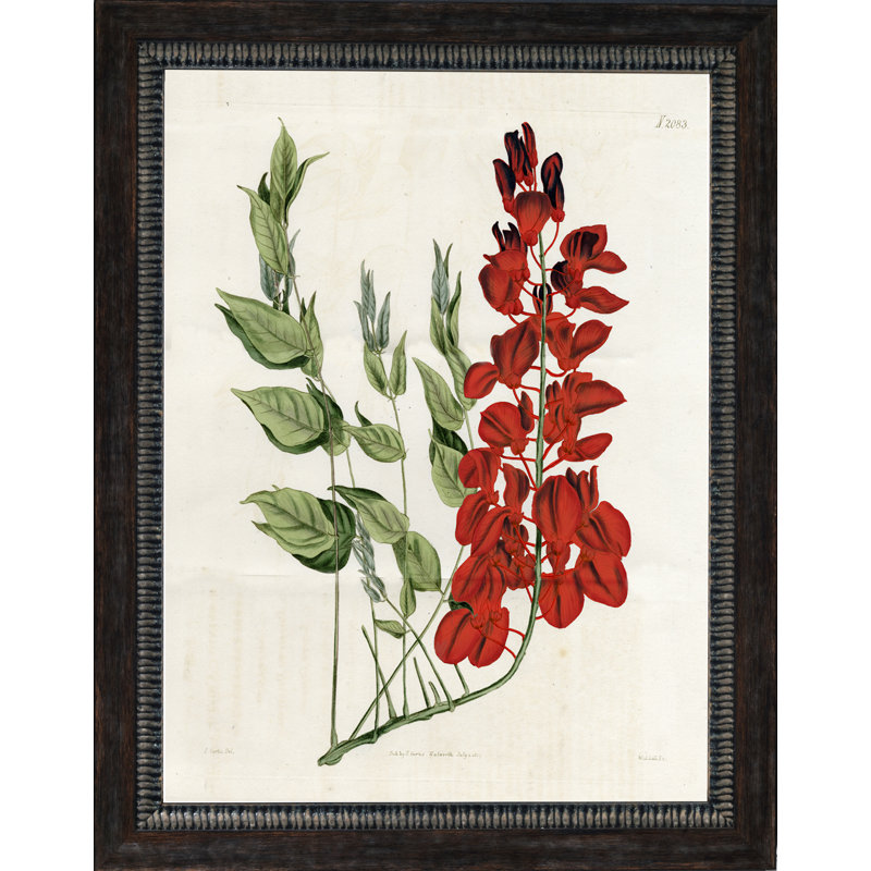 Large Red Botanical III Print