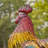 Higgenbotham Animals Weather Resistant Metal Garden Statue
