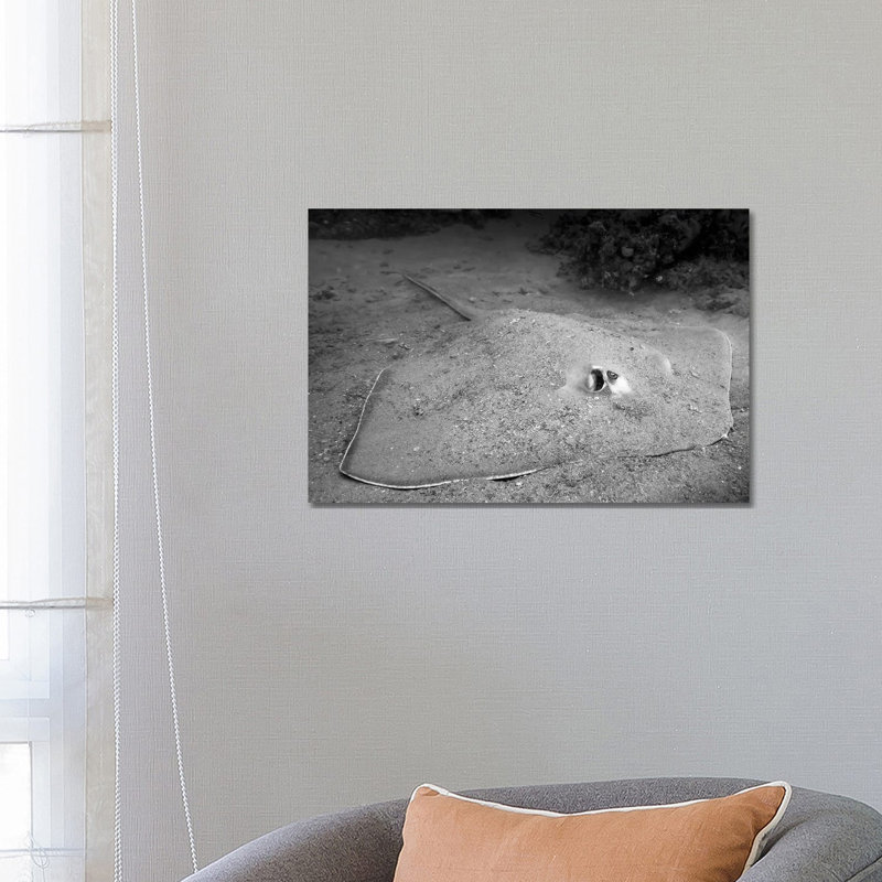 A Southern Stingray Waits At The Bottom Of The Seafloor by Jennifer Idol - Wrapped Canvas Print