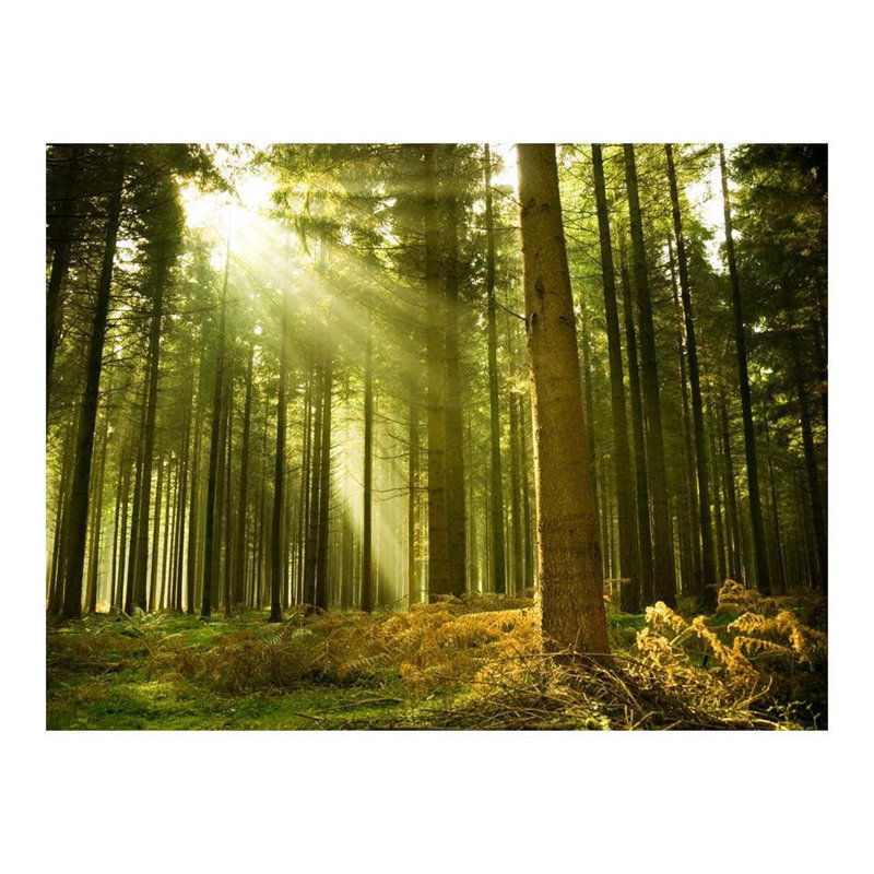 Dakotajames Pine Forest Wall Mural, 121" L x 157" W
