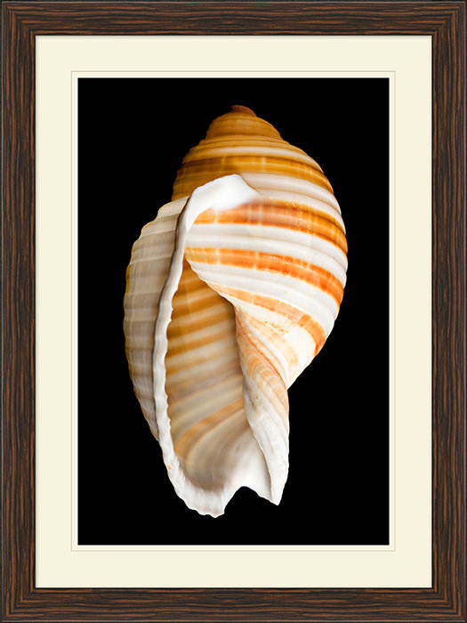 Large Shell 7 Print