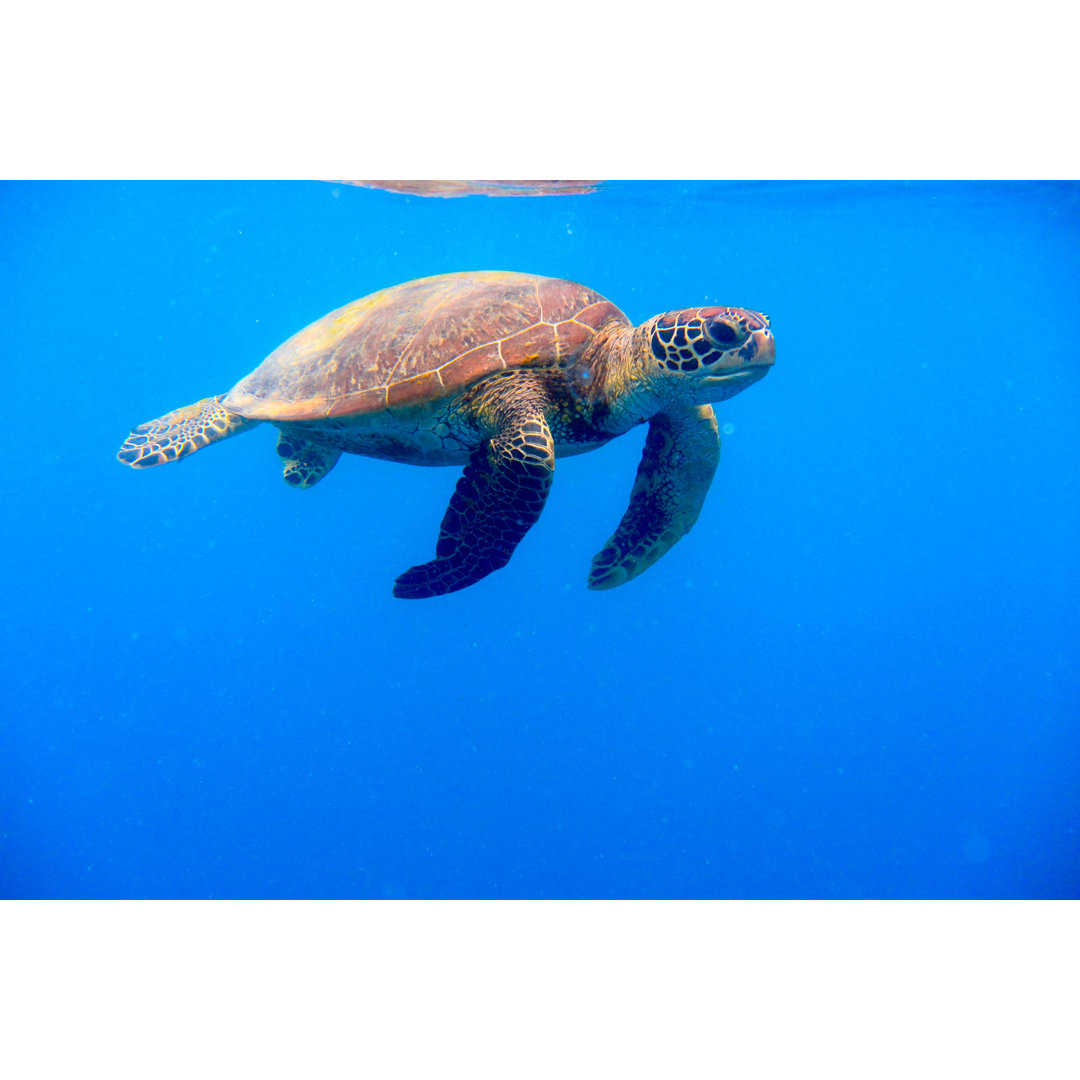 Grüne Schildkröte schwimmt in blauem Wasser von Searsie - Kunstdrucke ohne Rahmen auf Leinwand