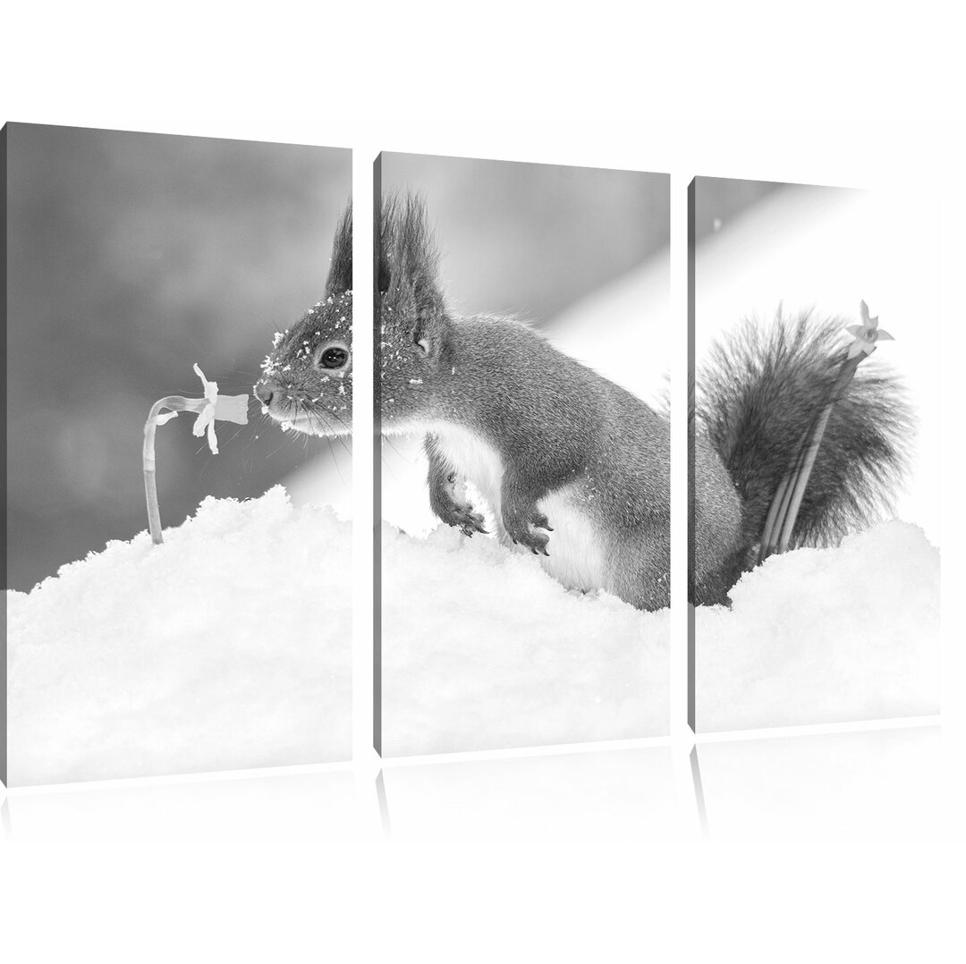 3-tlg. Leinwandbilder-Set Squirrel in Snow