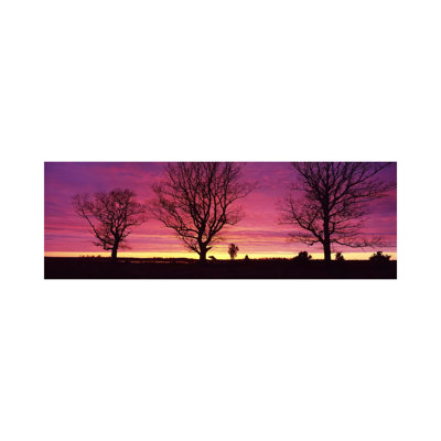 Oak Trees, Sunset, Sweden by Panoramic Images - Wrapped Canvas Panoramic Print