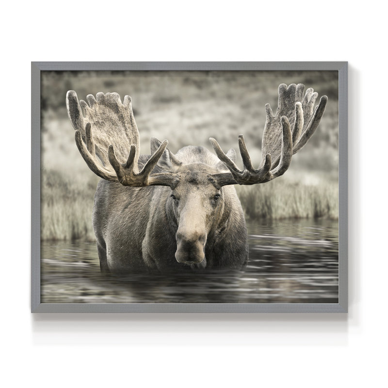 Moose Hot Springs - reproduction encadrée - réarmable, H 11 po x l 14 po, Gris