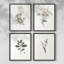 «Vintage Floral Print», impression encadrée CLxxvi - ensemble de 4-984176392-984176397