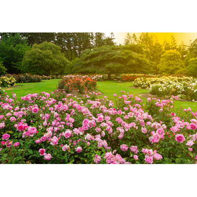 " Beautiful Rose Garden " by Naruedom