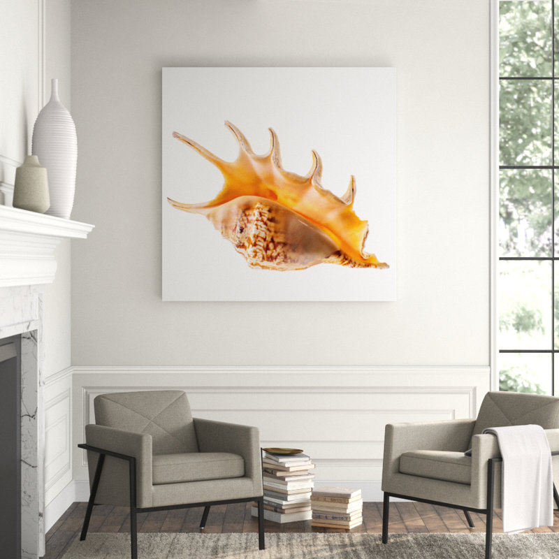 Spider Conch Shell Print, 56" H x 56" W x 2.5" D, Aluminum