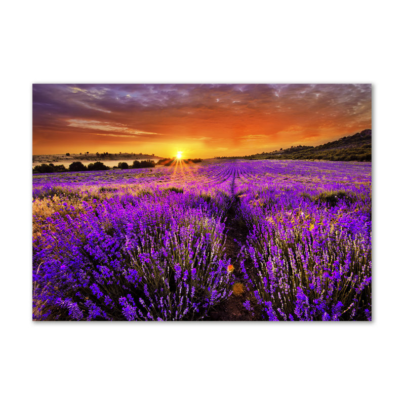Lavender Field - Wrapped Canvas Print