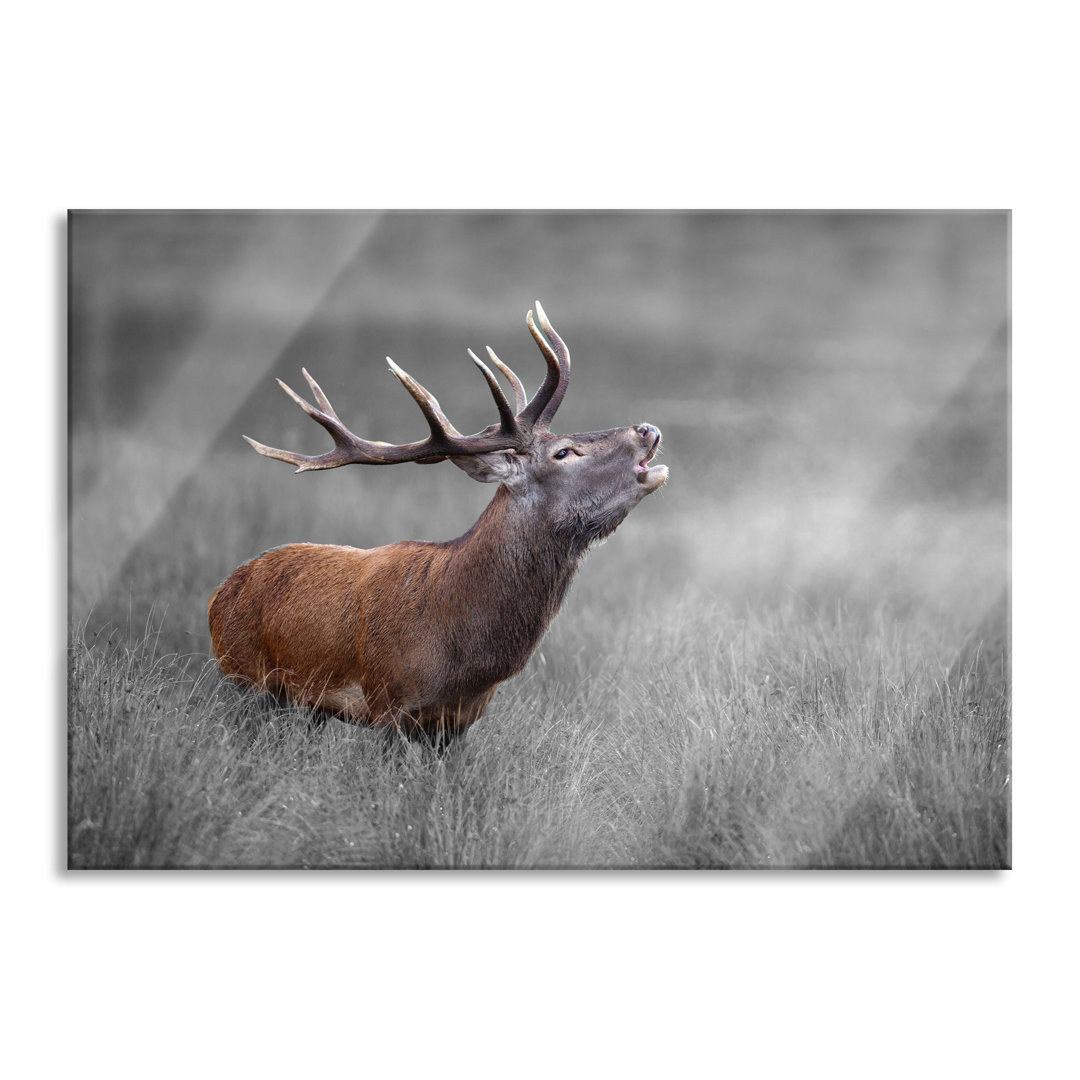 Glasbild Röhrender Hirsch im Feld