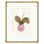 Botanical Studies Print by Susan Hable