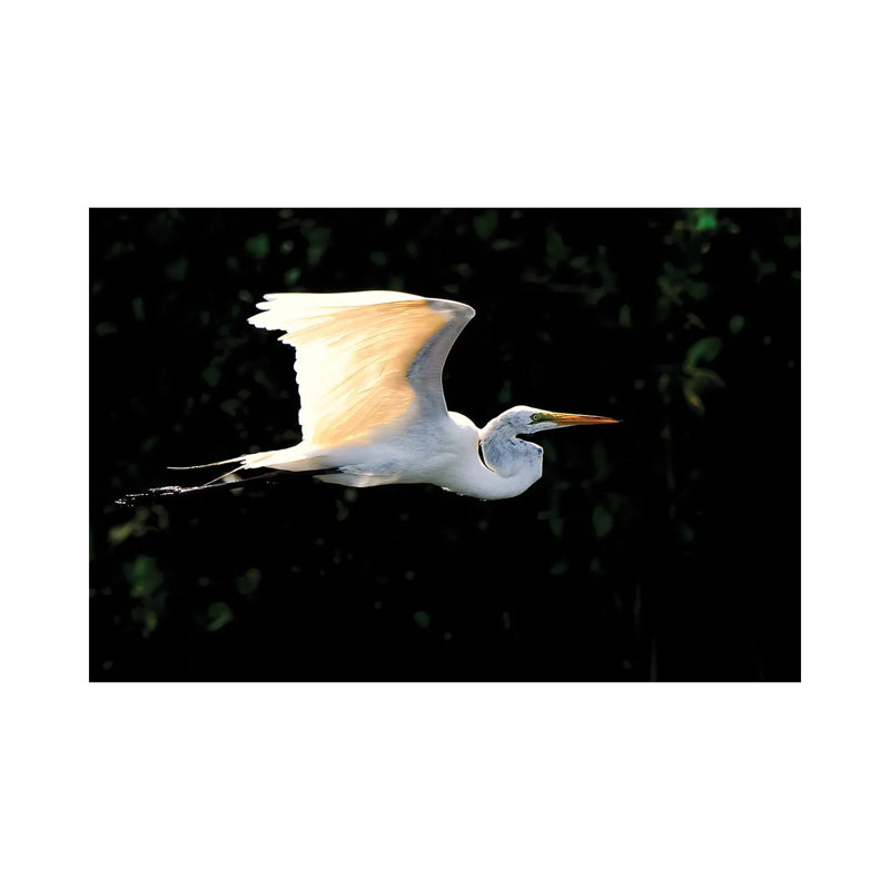 Egret Flight by David Gardiner - Wrapped Canvas Print, 45.72cm H x 66.04cm W