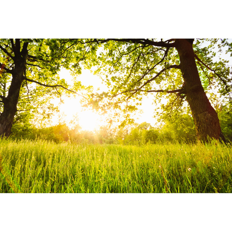 Summer Forest Trees by Bruev - Wrapped Canvas Print, 30cm H x 46cm W x 3.8cm D