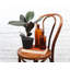 Live Burgundy Rubber Plant-49662164